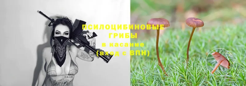 Галлюциногенные грибы Magic Shrooms  Чистополь 